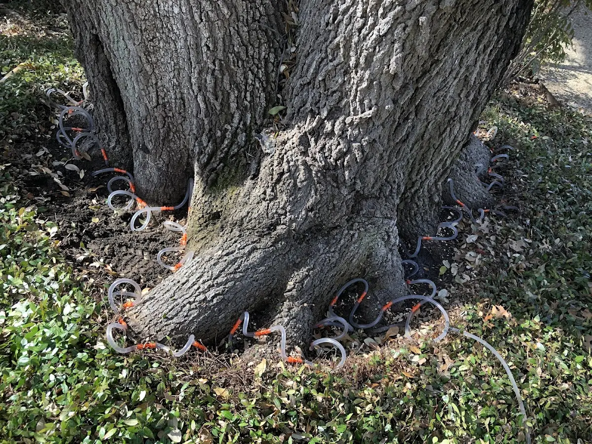 Detailed Tree Cabling and Bracing job site in Bedrock