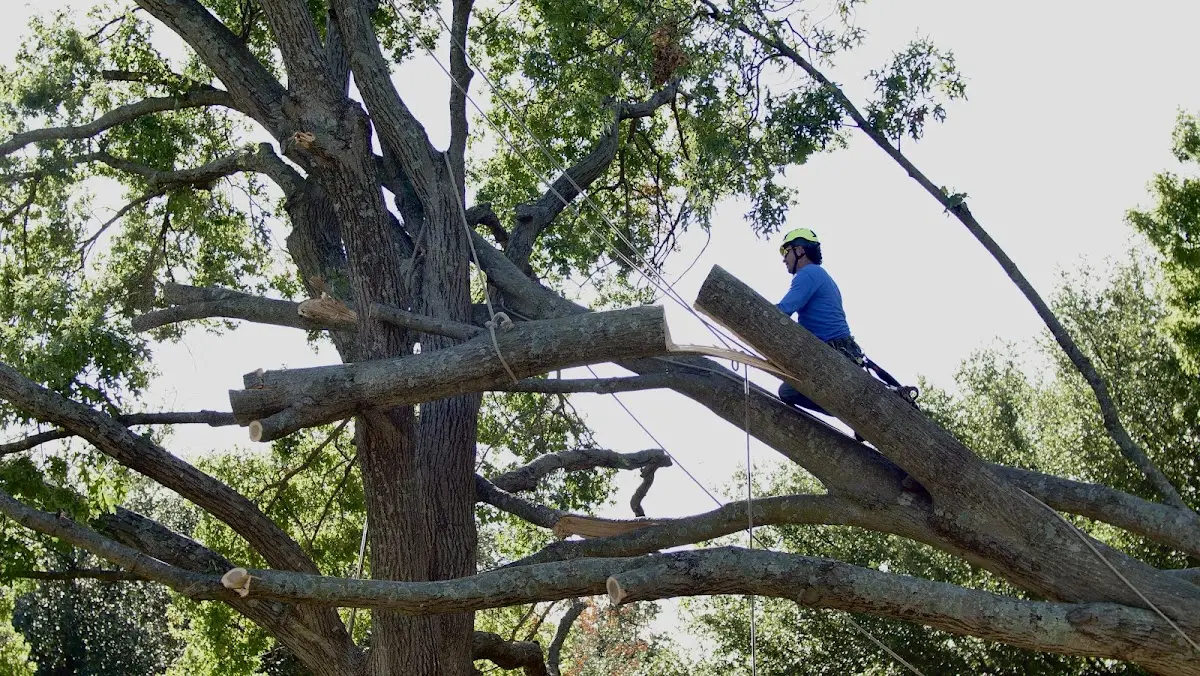 Professional Crown Thinning performed by certified arborists in Bedrock