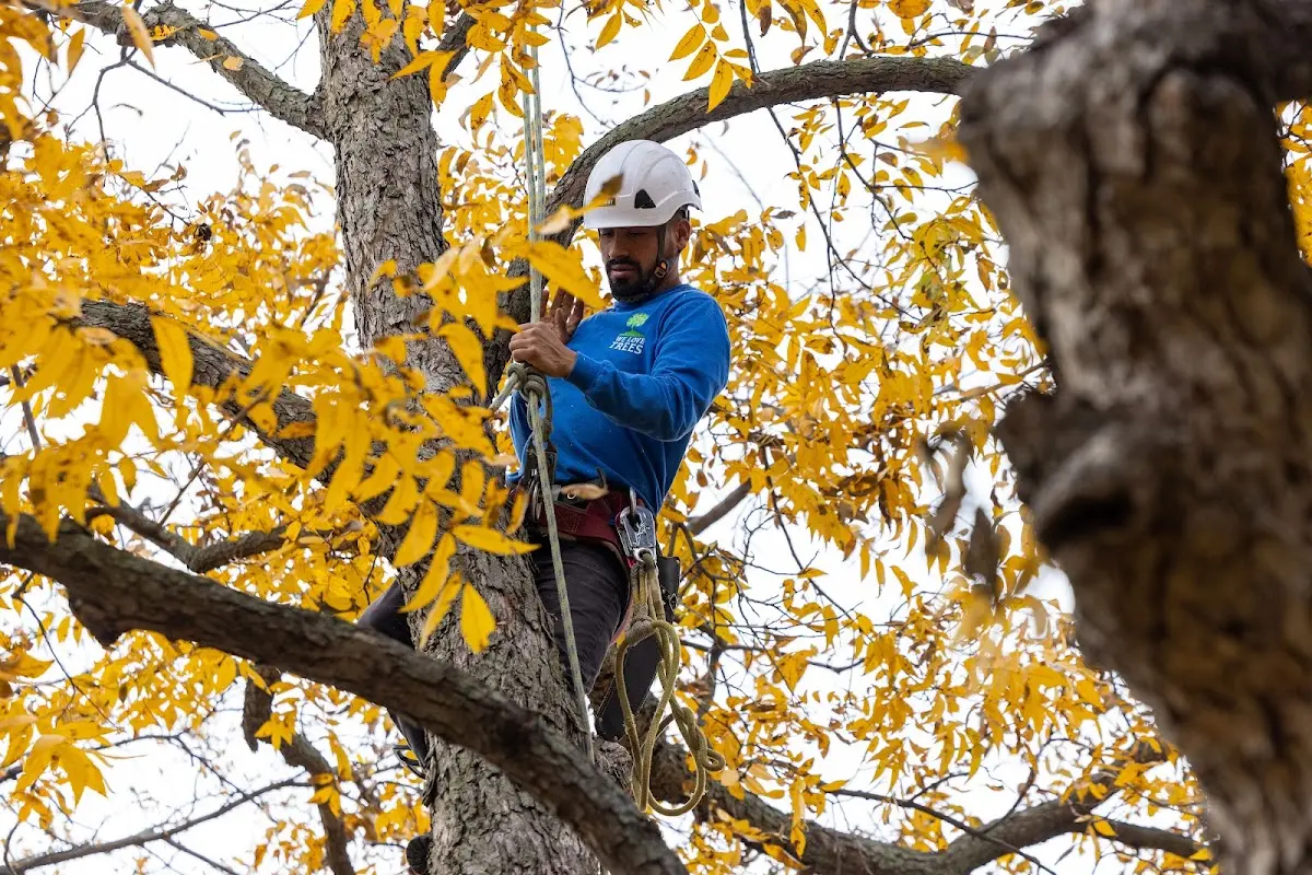Skilled Tree Trimming crew working in Bedrock